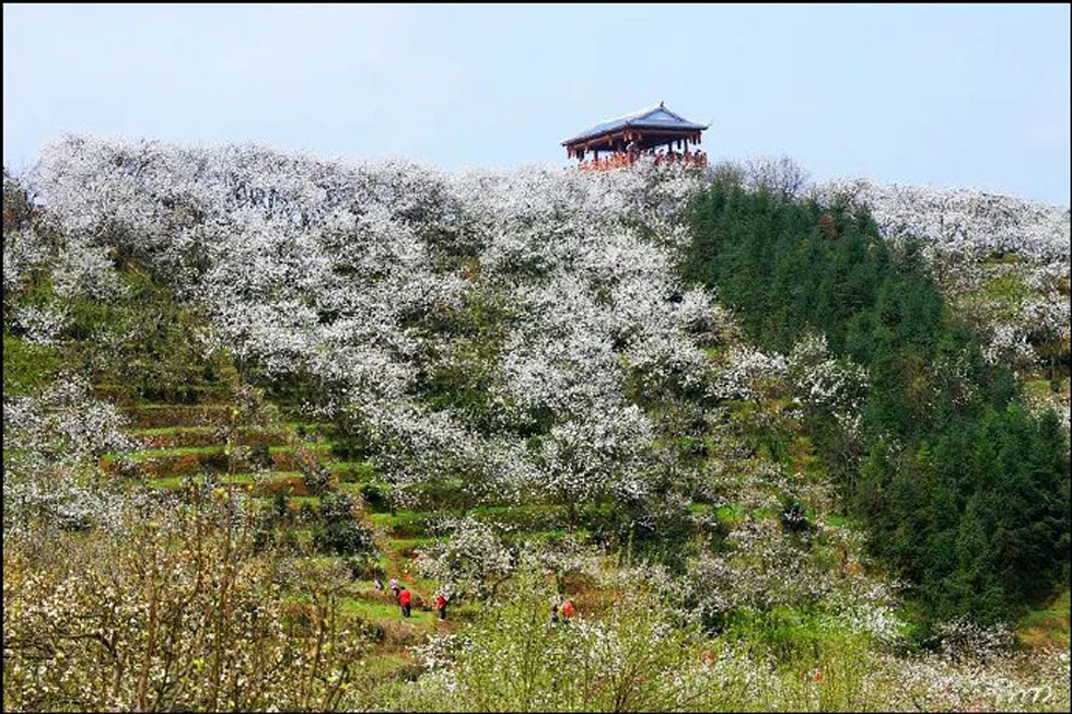 【春天，广西桂林灌阳县向您发出邀请！】我们在灌阳看梨花 - 游山玩水 - 天津生活社区 - 天津28生活网 tj.28life.net