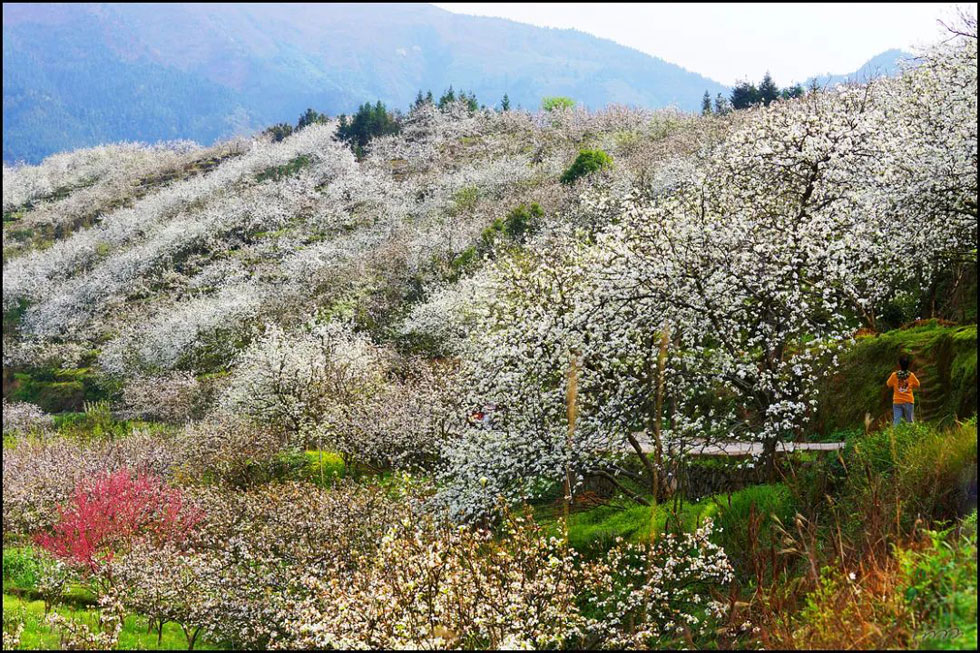 【春天，广西桂林灌阳县向您发出邀请！】我们在灌阳看梨花 - 游山玩水 - 天津生活社区 - 天津28生活网 tj.28life.net