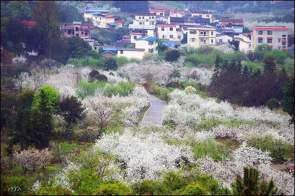 【春天，广西桂林灌阳县向您发出邀请！】我们在灌阳看梨花 - 游山玩水 - 天津生活社区 - 天津28生活网 tj.28life.net