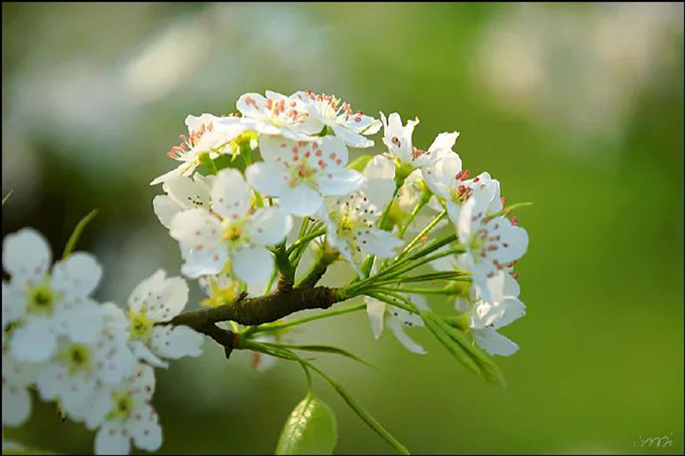 【春天，广西桂林灌阳县向您发出邀请！】我们在灌阳看梨花 - 游山玩水 - 天津生活社区 - 天津28生活网 tj.28life.net