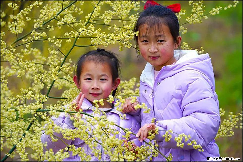 【春天，广西桂林灌阳县向您发出邀请！】米珠山前有片山苍子花在飘香 - 游山玩水 - 天津生活社区 - 天津28生活网 tj.28life.net