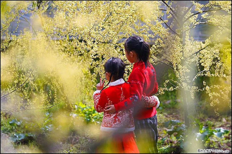 【春天，广西桂林灌阳县向您发出邀请！】米珠山前有片山苍子花在飘香 - 游山玩水 - 天津生活社区 - 天津28生活网 tj.28life.net