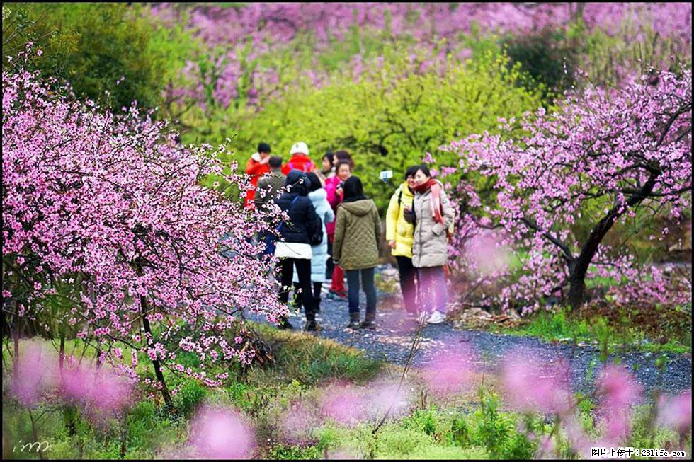 【春天，广西桂林灌阳县向您发出邀请！】官庄村有个醉美的桃花园 - 游山玩水 - 天津生活社区 - 天津28生活网 tj.28life.net