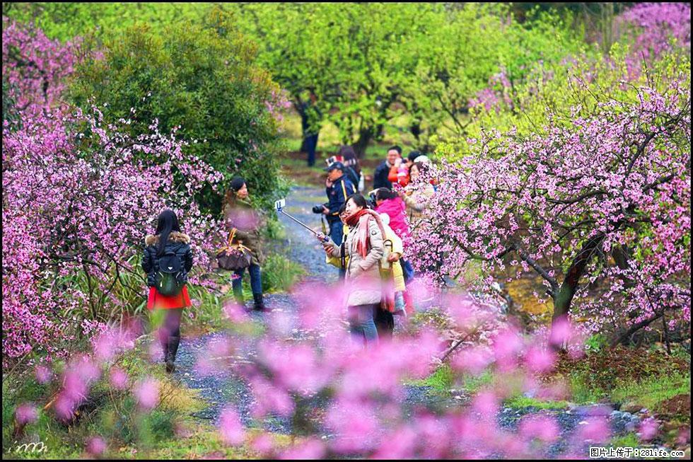 【春天，广西桂林灌阳县向您发出邀请！】官庄村有个醉美的桃花园 - 游山玩水 - 天津生活社区 - 天津28生活网 tj.28life.net