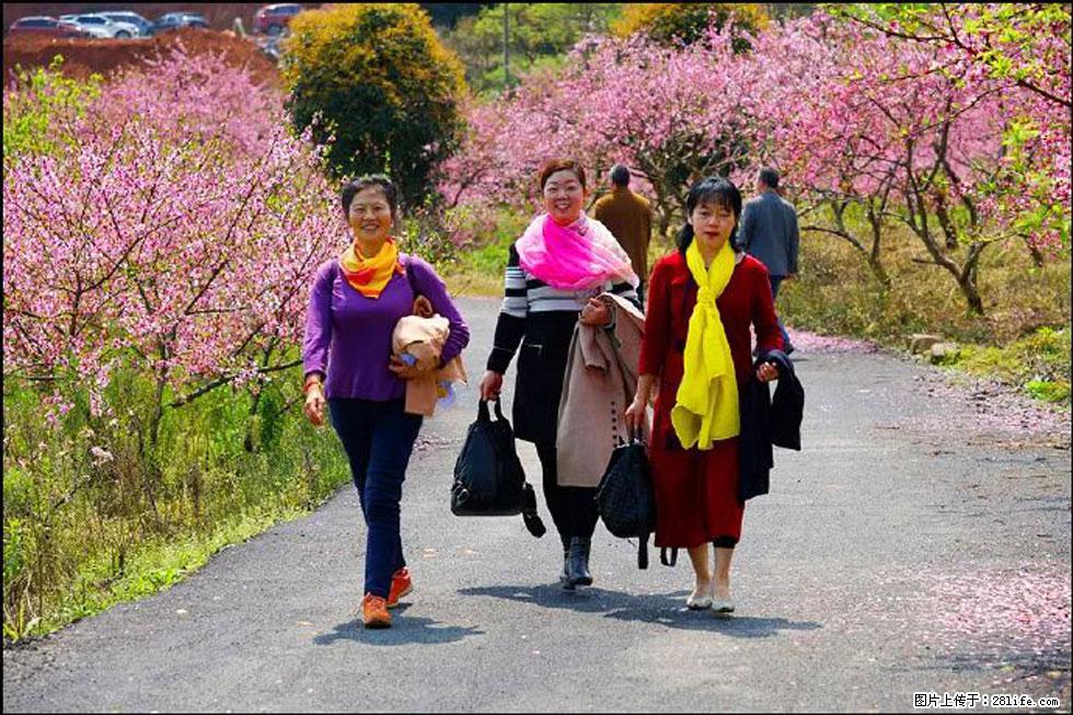 【春天，广西桂林灌阳县向您发出邀请！】官庄村有个醉美的桃花园 - 游山玩水 - 天津生活社区 - 天津28生活网 tj.28life.net