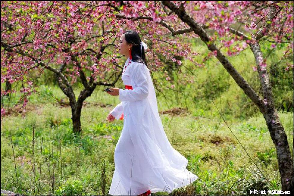 【春天，广西桂林灌阳县向您发出邀请！】官庄村有个醉美的桃花园 - 游山玩水 - 天津生活社区 - 天津28生活网 tj.28life.net