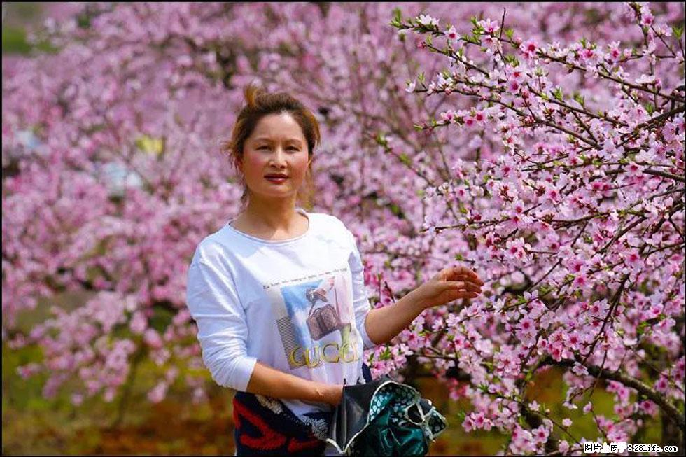 【春天，广西桂林灌阳县向您发出邀请！】官庄村有个醉美的桃花园 - 游山玩水 - 天津生活社区 - 天津28生活网 tj.28life.net