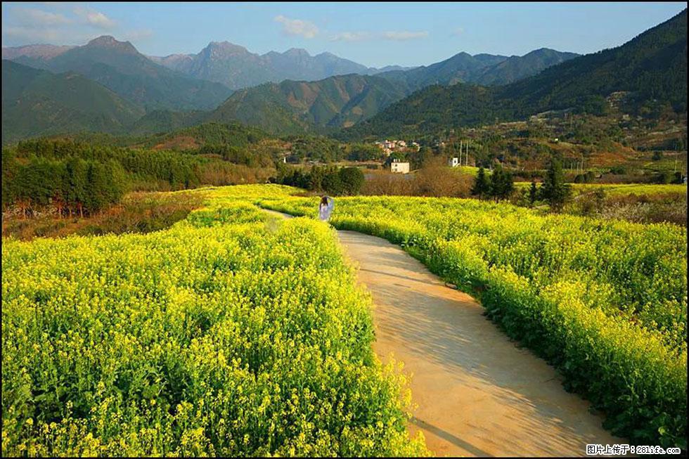 【春天，广西桂林灌阳县向您发出邀请！】长坪村油菜盛情花开 - 游山玩水 - 天津生活社区 - 天津28生活网 tj.28life.net