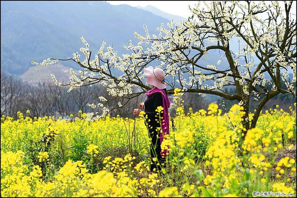 【春天，广西桂林灌阳县向您发出邀请！】长坪村油菜盛情花开 - 游山玩水 - 天津生活社区 - 天津28生活网 tj.28life.net