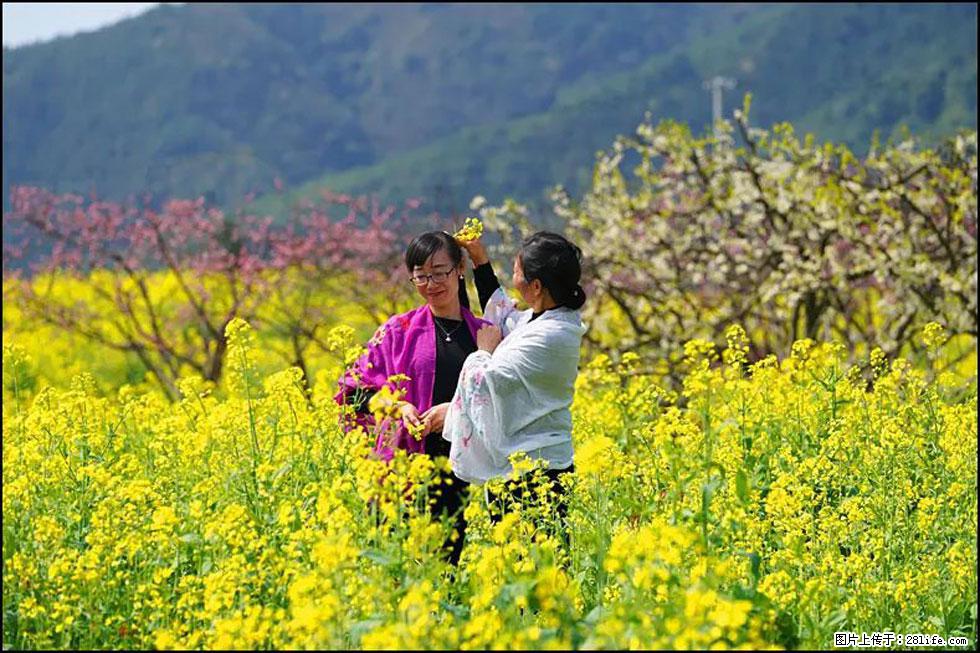 【春天，广西桂林灌阳县向您发出邀请！】长坪村油菜盛情花开 - 游山玩水 - 天津生活社区 - 天津28生活网 tj.28life.net