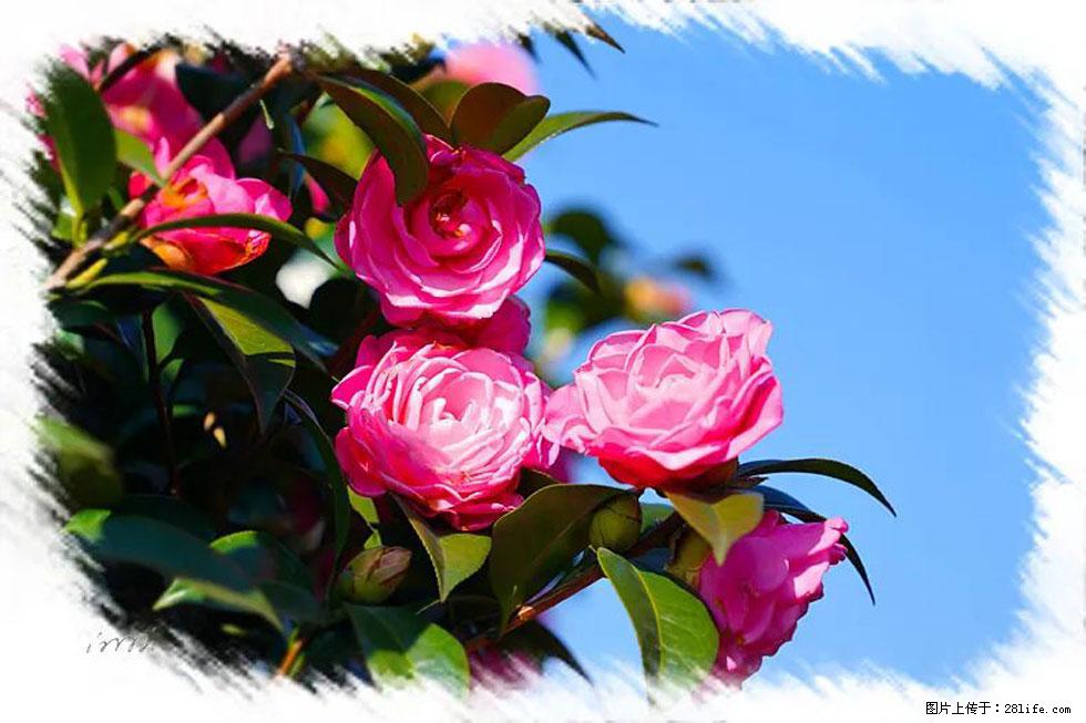 【春天，广西桂林灌阳县向您发出邀请！】杨柳井茶花惹人爱 - 游山玩水 - 天津生活社区 - 天津28生活网 tj.28life.net