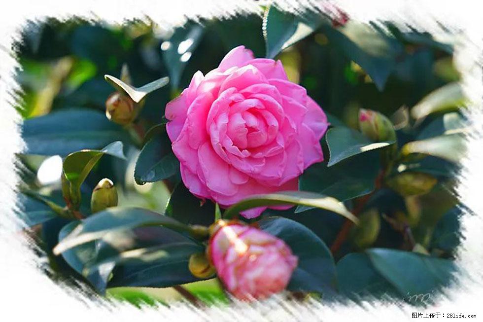【春天，广西桂林灌阳县向您发出邀请！】杨柳井茶花惹人爱 - 游山玩水 - 天津生活社区 - 天津28生活网 tj.28life.net
