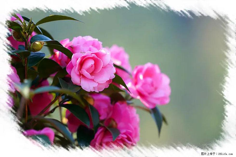 【春天，广西桂林灌阳县向您发出邀请！】杨柳井茶花惹人爱 - 游山玩水 - 天津生活社区 - 天津28生活网 tj.28life.net