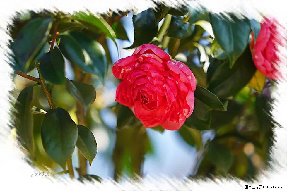【春天，广西桂林灌阳县向您发出邀请！】杨柳井茶花惹人爱 - 游山玩水 - 天津生活社区 - 天津28生活网 tj.28life.net