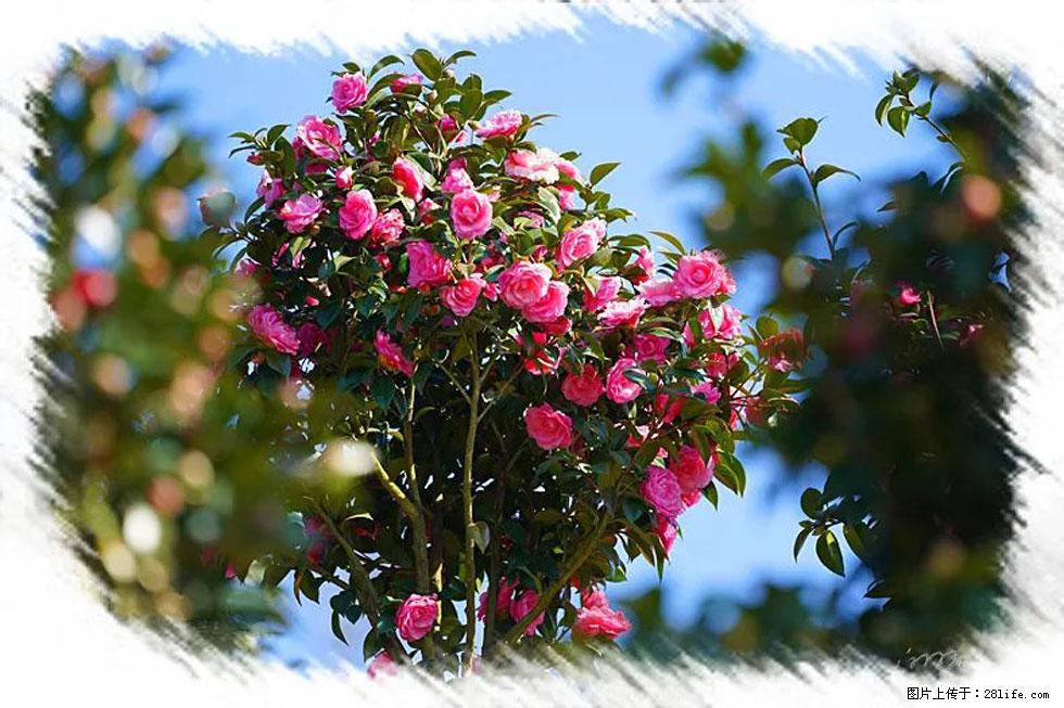 【春天，广西桂林灌阳县向您发出邀请！】杨柳井茶花惹人爱 - 游山玩水 - 天津生活社区 - 天津28生活网 tj.28life.net