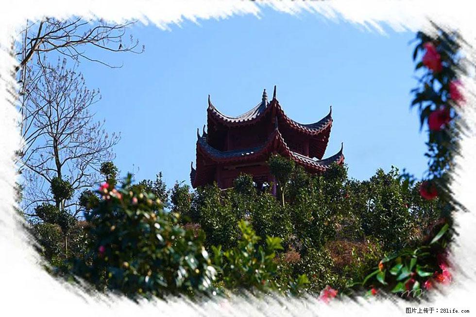 【春天，广西桂林灌阳县向您发出邀请！】杨柳井茶花惹人爱 - 游山玩水 - 天津生活社区 - 天津28生活网 tj.28life.net