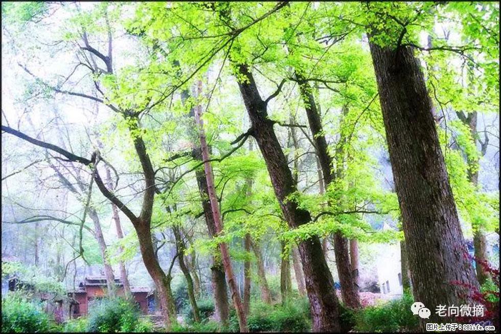 【春天，广西桂林灌阳县向您发出邀请！】在小龙村与春天约会 - 游山玩水 - 天津生活社区 - 天津28生活网 tj.28life.net
