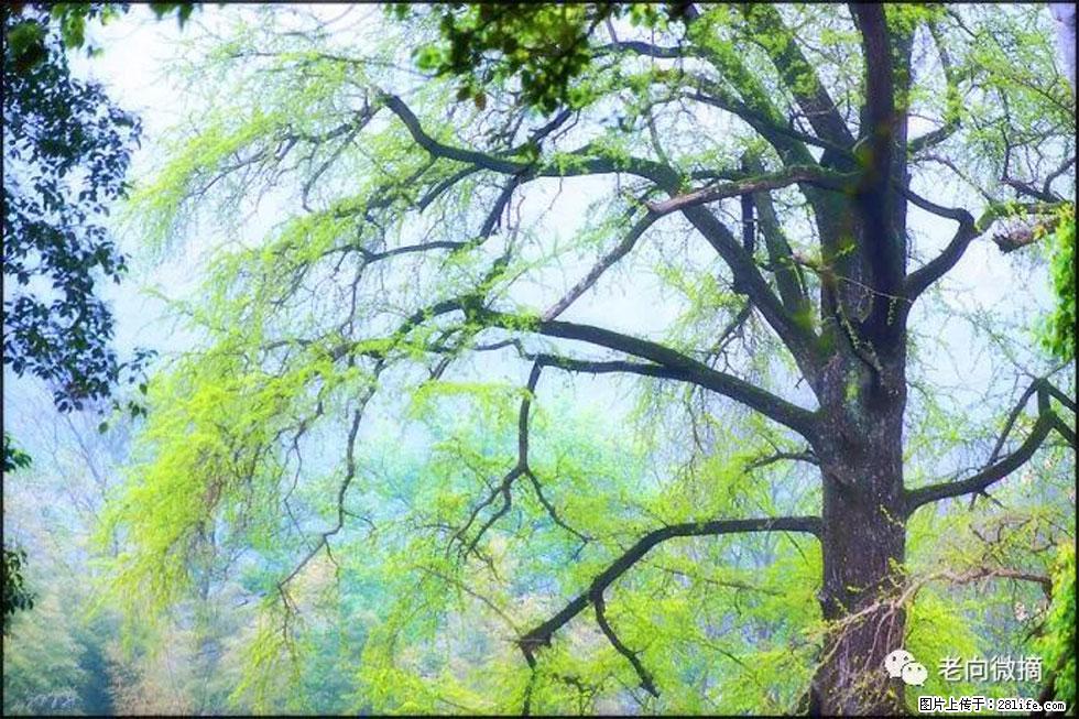 【春天，广西桂林灌阳县向您发出邀请！】在小龙村与春天约会 - 游山玩水 - 天津生活社区 - 天津28生活网 tj.28life.net