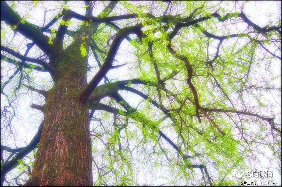 【春天，广西桂林灌阳县向您发出邀请！】在小龙村与春天约会 - 游山玩水 - 天津生活社区 - 天津28生活网 tj.28life.net