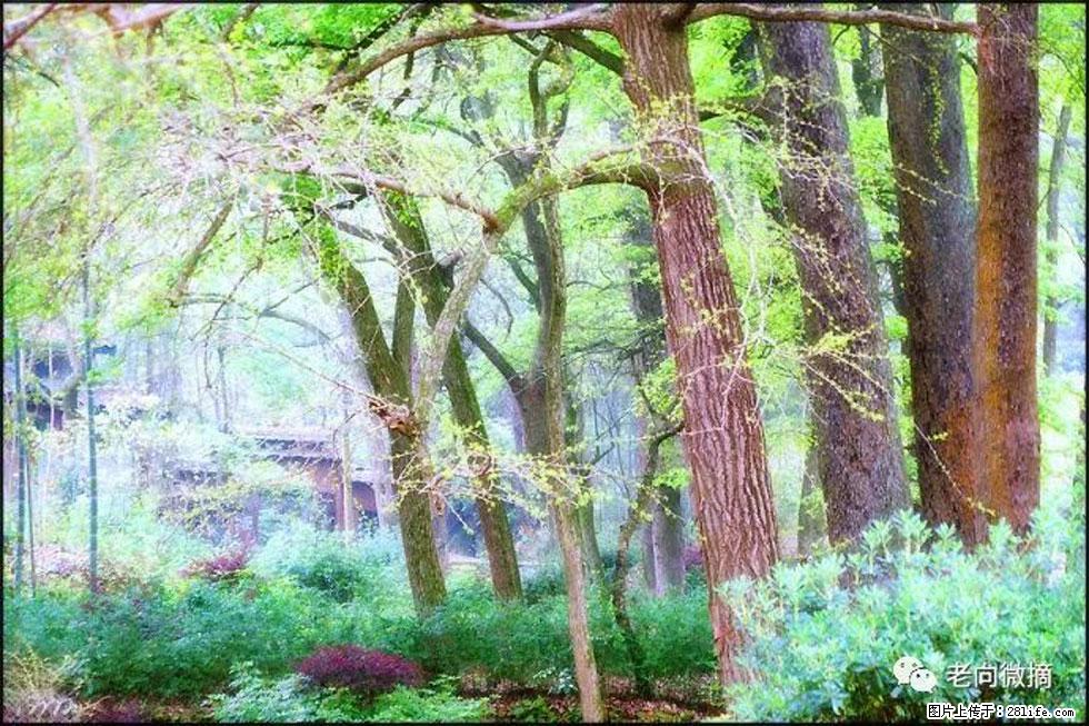 【春天，广西桂林灌阳县向您发出邀请！】在小龙村与春天约会 - 游山玩水 - 天津生活社区 - 天津28生活网 tj.28life.net