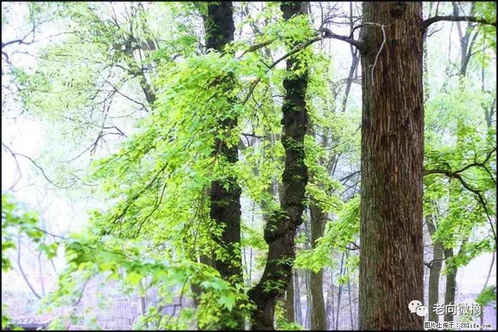 【春天，广西桂林灌阳县向您发出邀请！】在小龙村与春天约会 - 游山玩水 - 天津生活社区 - 天津28生活网 tj.28life.net