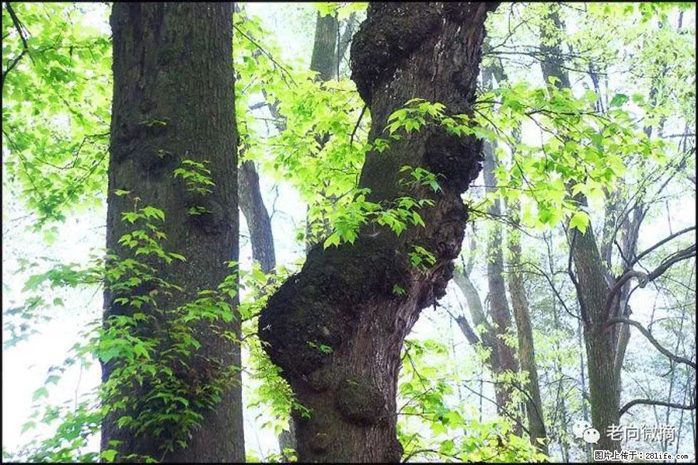 【春天，广西桂林灌阳县向您发出邀请！】在小龙村与春天约会 - 游山玩水 - 天津生活社区 - 天津28生活网 tj.28life.net