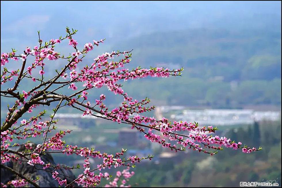 【春天，广西桂林灌阳县向您发出邀请！】望月岭上桃花开 - 游山玩水 - 天津生活社区 - 天津28生活网 tj.28life.net