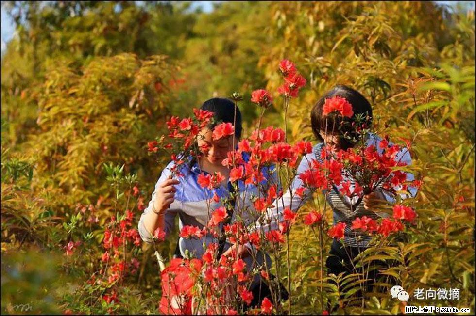 【春天，广西桂林灌阳县向您发出邀请！】登麒麟山，相约映山红 - 游山玩水 - 天津生活社区 - 天津28生活网 tj.28life.net