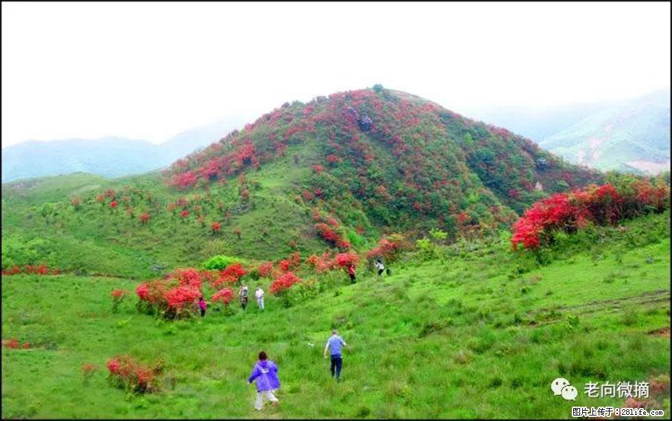 【春天，广西桂林灌阳县向您发出邀请！】宝盖山上映山红 - 游山玩水 - 天津生活社区 - 天津28生活网 tj.28life.net