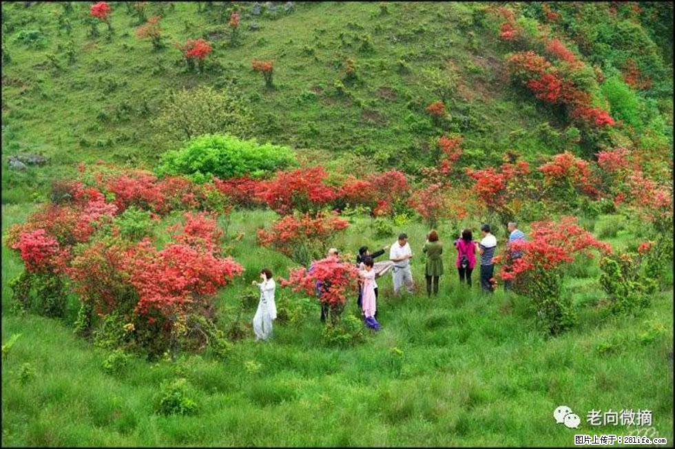 【春天，广西桂林灌阳县向您发出邀请！】宝盖山上映山红 - 游山玩水 - 天津生活社区 - 天津28生活网 tj.28life.net