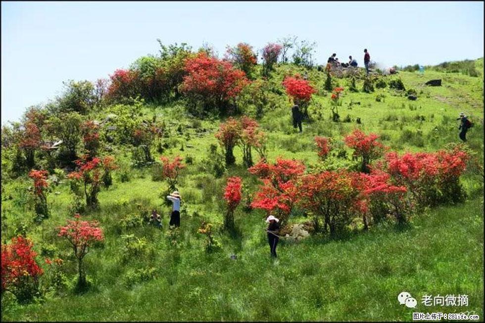 【春天，广西桂林灌阳县向您发出邀请！】宝盖山上映山红 - 游山玩水 - 天津生活社区 - 天津28生活网 tj.28life.net