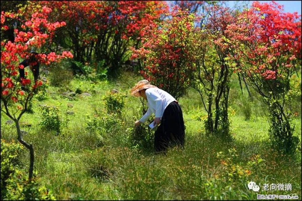 【春天，广西桂林灌阳县向您发出邀请！】宝盖山上映山红 - 游山玩水 - 天津生活社区 - 天津28生活网 tj.28life.net