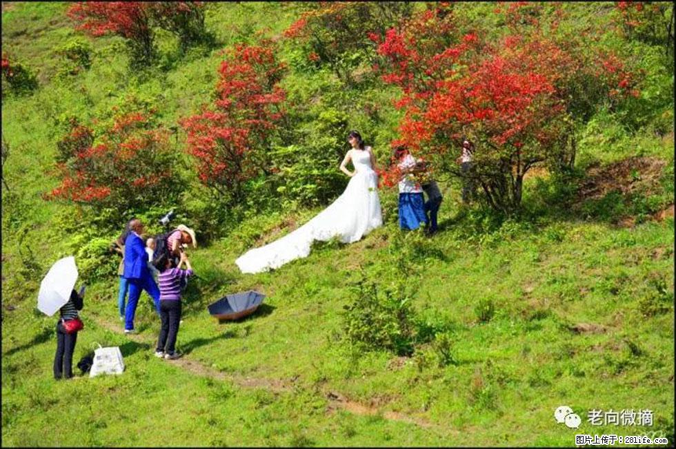 【春天，广西桂林灌阳县向您发出邀请！】宝盖山上映山红 - 游山玩水 - 天津生活社区 - 天津28生活网 tj.28life.net