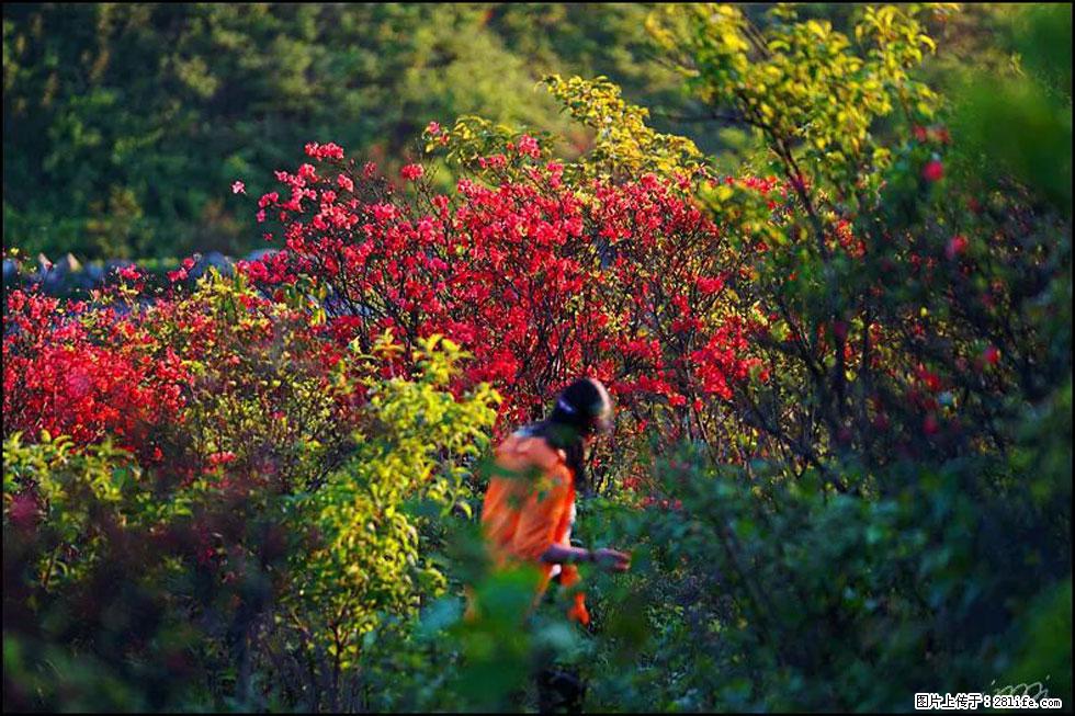 【春天，广西桂林灌阳县向您发出邀请！】春木界上映山红 - 游山玩水 - 天津生活社区 - 天津28生活网 tj.28life.net