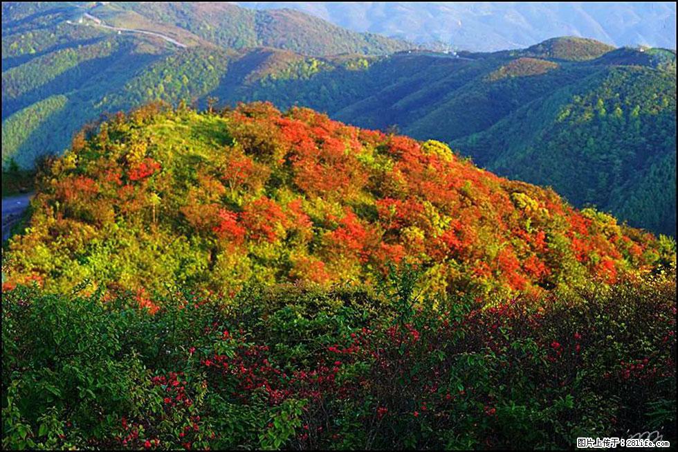 【春天，广西桂林灌阳县向您发出邀请！】春木界上映山红 - 游山玩水 - 天津生活社区 - 天津28生活网 tj.28life.net