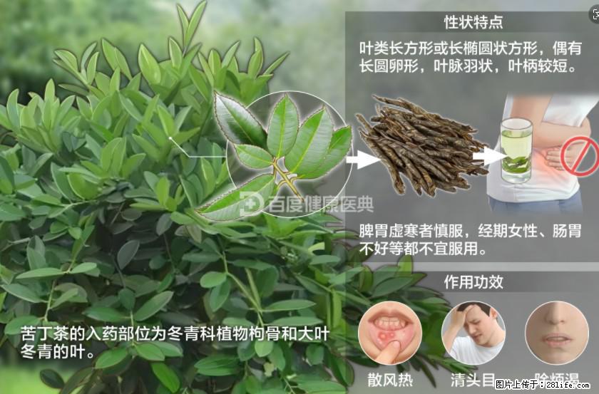 苦丁茶有哪些功效和作用 - 生活百科 - 天津生活社区 - 天津28生活网 tj.28life.net