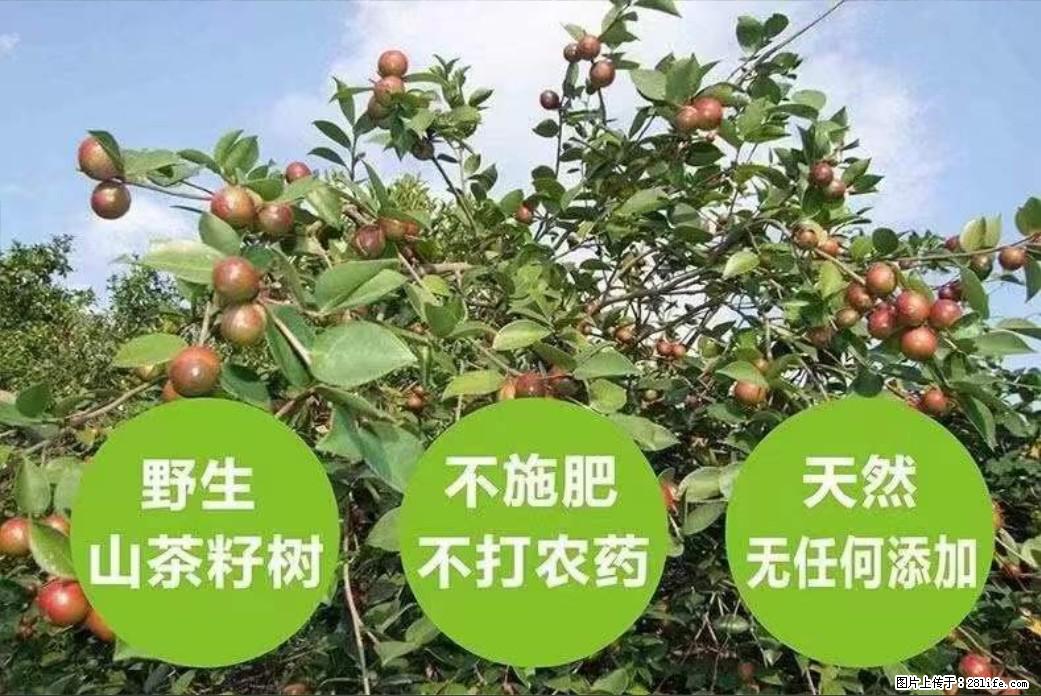 【灌阳县油茶产业示范区】一个有着充实的精神生活的人，对待身外之物自会有一种淡泊的态度 - 美食天地 - 天津生活社区 - 天津28生活网 tj.28life.net