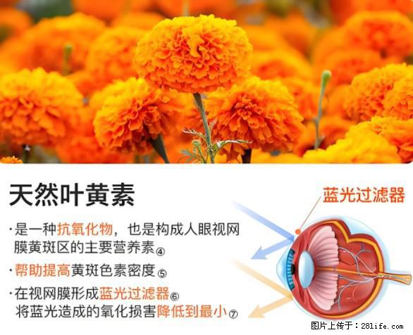 叶黄素有什么功效和作用 - 生活百科 - 天津生活社区 - 天津28生活网 tj.28life.net