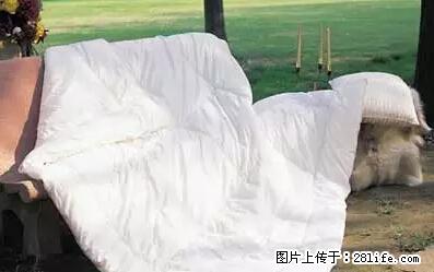 被子有异味？只要这样做，比晒太阳还强100倍！ - 家居生活 - 天津生活社区 - 天津28生活网 tj.28life.net