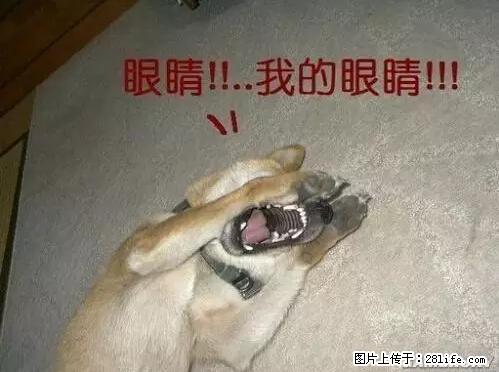 笑癫了！一女的怀孕三年未生，他终于忍不住了... - 娱乐八卦 - 天津生活社区 - 天津28生活网 tj.28life.net