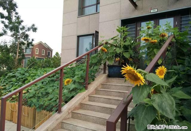 奕聪花园带院子地下一层 6室 4厅 3卫 做教育办公都可以 - 房屋出租 - 房屋租售 - 天津分类信息 - 天津28生活网 tj.28life.net