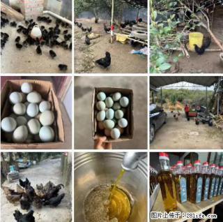 油茶园从小鸡仔开始养起的纯土鸡、土鸡蛋可以预定啦！还有前几天刚榨的纯山茶油哦 - 天津28生活网 tj.28life.net