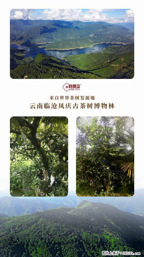 时间果百年古树2025年春红茶 - 购物交流 - 天津生活社区 - 天津28生活网 tj.28life.net