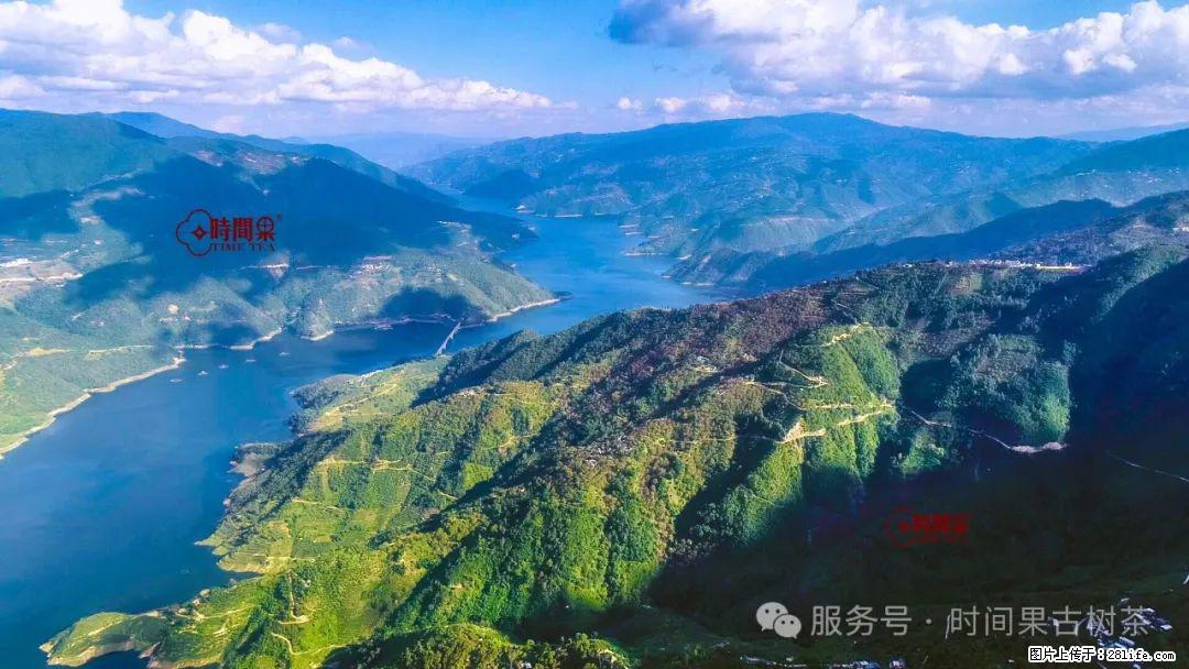 时间果百年古树龙珠普洱生茶 - 购物交流 - 天津生活社区 - 天津28生活网 tj.28life.net