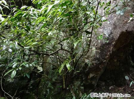 平乐石崖茶，珍贵仅次于金花茶 - 天津生活资讯 - 天津28生活网 tj.28life.net