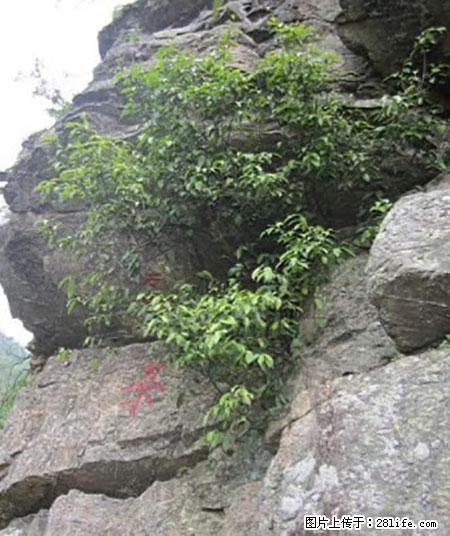 平乐石崖茶，珍贵仅次于金花茶 - 天津生活资讯 - 天津28生活网 tj.28life.net