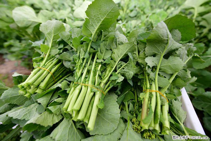 这些蔬菜是“天然钙片”，这6种被医生重点推荐 - 天津生活资讯 - 天津28生活网 tj.28life.net